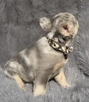 Wesley, a male French Bulldog for sale in Beaumont, CA – 2 of 10