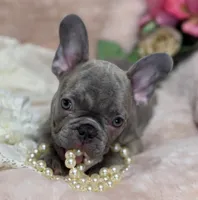 Lee , a male French Bulldog for sale in Beaumont, CA – Photo 10 of 10