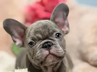 Lee , a male French Bulldog for sale in Beaumont, CA – Photo 7 of 10