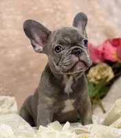 Lee , a male French Bulldog for sale in Beaumont, CA – Photo 2 of 10