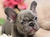 Lee , a male French Bulldog for sale in Beaumont, CA – Photo 6 of 10