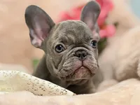 Lee , a male French Bulldog for sale in Beaumont, CA – Photo 1 of 10