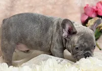 Lee , a male French Bulldog for sale in Beaumont, CA – Photo 3 of 10