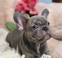 Lee , a male French Bulldog for sale in Beaumont, CA – Photo 9 of 10