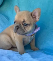 Oriana, a female French Bulldog for sale in Beaumont, CA – Photo 5 of 10