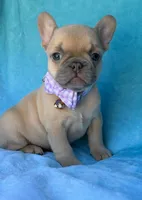 Oriana, a female French Bulldog for sale in Beaumont, CA – Photo 10 of 10