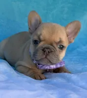 Oriana, a female French Bulldog for sale in Beaumont, CA – Photo 1 of 10