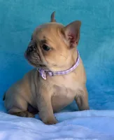 Oriana, a female French Bulldog for sale in Beaumont, CA – Photo 4 of 10