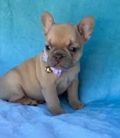 Oriana, a female French Bulldog for sale in Beaumont, CA – Photo 8 of 10