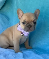 Oriana, a female French Bulldog for sale in Beaumont, CA – Photo 6 of 10