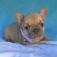 Oriana, a female French Bulldog for sale in Beaumont, CA – Photo 2 of 10