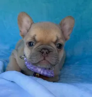 Oriana, a female French Bulldog for sale in Beaumont, CA – Photo 3 of 10