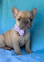 Oriana, a female French Bulldog for sale in Beaumont, CA – Photo 9 of 10