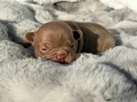 Hazel , a female French Bulldog for sale in Beaumont, CA – 5 of 10