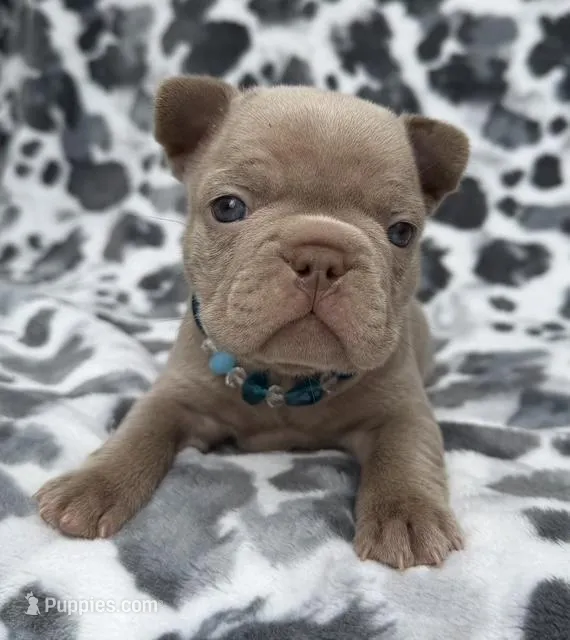 Lake  – French Bulldog puppy for sale in Beaumont, CA