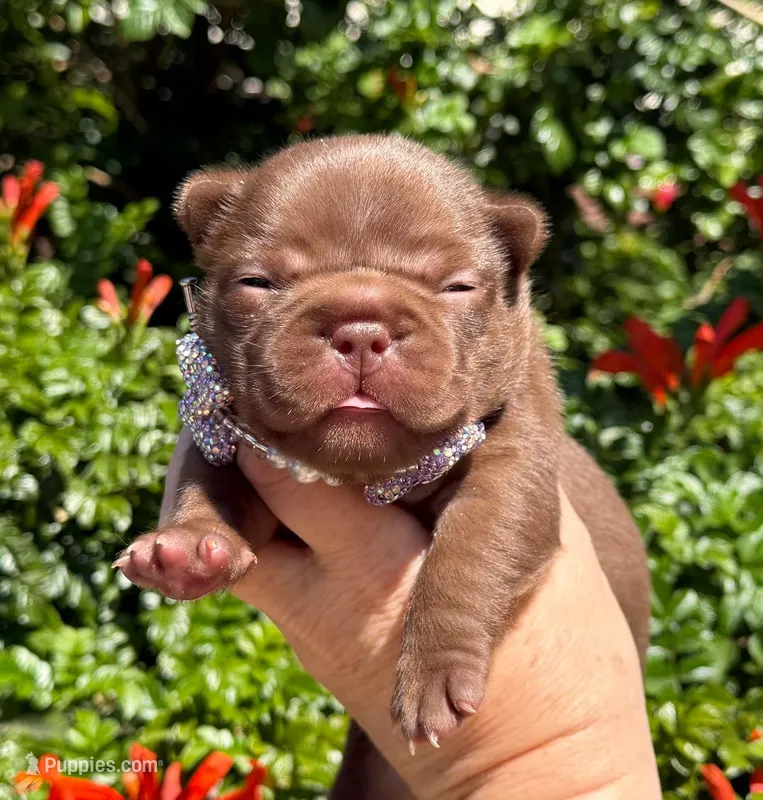 Annie  – French Bulldog puppy for sale in Beaumont, CA
