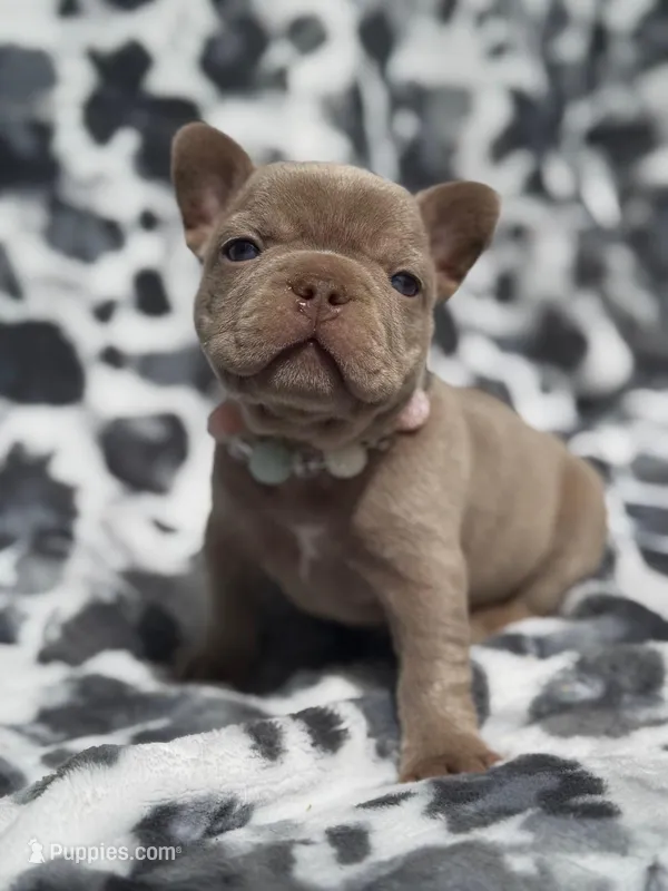 Rosie  – French Bulldog puppy for sale in Beaumont, CA