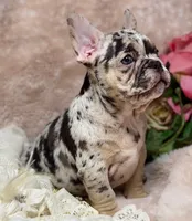 conner, a male French Bulldog for sale in Beaumont, CA – Photo 4 of 10