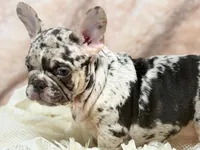 conner, a male French Bulldog for sale in Beaumont, CA – Photo 3 of 10