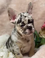 conner, a male French Bulldog for sale in Beaumont, CA – Photo 1 of 10