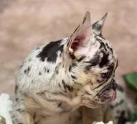 conner, a male French Bulldog for sale in Beaumont, CA – Photo 2 of 10