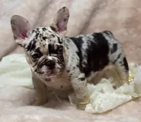 conner, a male French Bulldog for sale in Beaumont, CA – Photo 9 of 10