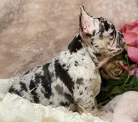 conner, a male French Bulldog for sale in Beaumont, CA – Photo 6 of 10