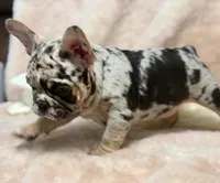 conner, a male French Bulldog for sale in Beaumont, CA – Photo 8 of 10