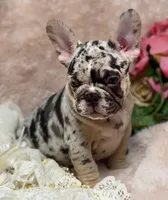 conner, a male French Bulldog for sale in Beaumont, CA – Photo 5 of 10