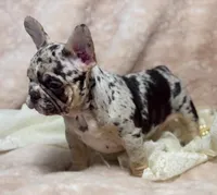 conner, a male French Bulldog for sale in Beaumont, CA – Photo 10 of 10