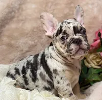 conner, a male French Bulldog for sale in Beaumont, CA – Photo 7 of 10