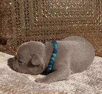 Lake , a male French Bulldog for sale in Beaumont, CA – 4 of 10