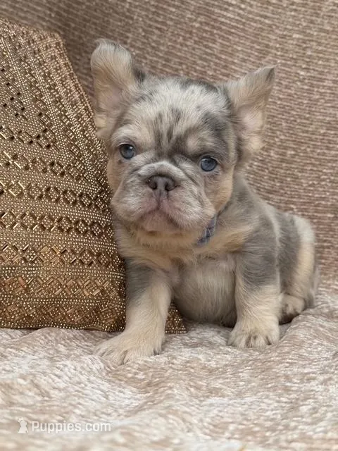 Wesley – French Bulldog puppy for sale in Beaumont, CA