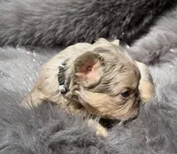 Wesley, a male French Bulldog for sale in Beaumont, CA – Photo 5 of 10