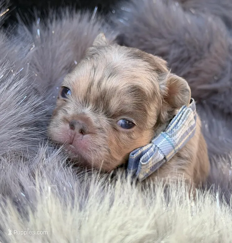 Wesley – French Bulldog puppy for sale in Beaumont, CA