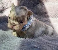 Wesley, a male French Bulldog for sale in Beaumont, CA – Photo 10 of 10