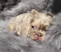 Wesley, a male French Bulldog for sale in Beaumont, CA – Photo 8 of 10