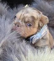 Wesley, a male French Bulldog for sale in Beaumont, CA – Photo 2 of 10