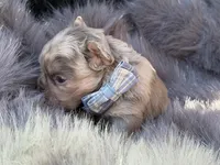 Wesley, a male French Bulldog for sale in Beaumont, CA – Photo 4 of 10