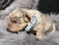 Wesley, a male French Bulldog for sale in Beaumont, CA – Photo 7 of 10