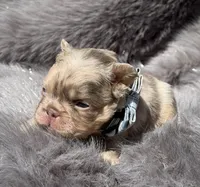 Wesley, a male French Bulldog for sale in Beaumont, CA – Photo 6 of 10