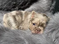 Wesley, a male French Bulldog for sale in Beaumont, CA – Photo 9 of 10