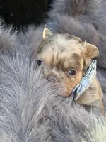 Wesley, a male French Bulldog for sale in Beaumont, CA – Photo 3 of 10