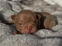 Hazel , a female French Bulldog for sale in Beaumont, CA – 10 of 10