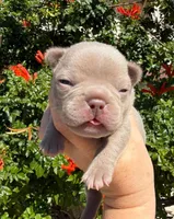 Lake , a male French Bulldog for sale in Beaumont, CA – 10 of 10