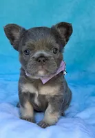 Lulee, a female French Bulldog for sale in Beaumont, CA – Photo 8 of 10