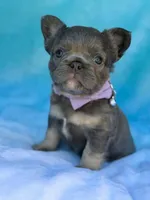 Lulee, a female French Bulldog for sale in Beaumont, CA – Photo 3 of 10