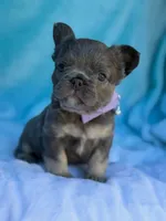 Lulee, a female French Bulldog for sale in Beaumont, CA – Photo 2 of 10