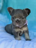 Lulee, a female French Bulldog for sale in Beaumont, CA – Photo 6 of 10