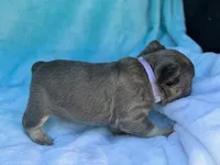 Lulee, a female French Bulldog for sale in Beaumont, CA – Photo 5 of 10